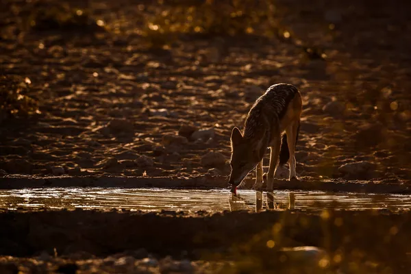 Chacal Negro Bebiendo Abrevadero Retroiluminación Parque Transfronterizo Kgalagadi Sudáfrica Especie —  Fotos de Stock