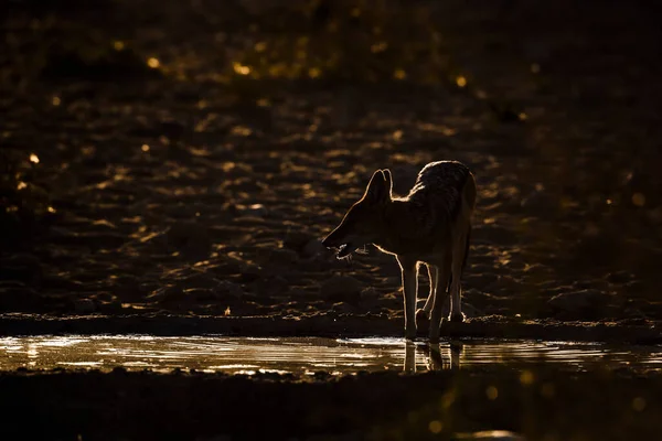 블랙은 남아프리카 공화국의 칼갈라 공원에 물웅덩이에서 마시는 모습을 지지하며 Specie — 스톡 사진