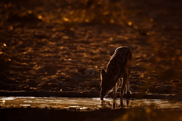 Chacal Negro Bebiendo Abrevadero Retroiluminación Parque Transfronterizo Kgalagadi Sudáfrica Especie — Foto de Stock