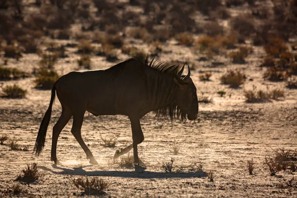 Blue Wildebeest Walking Dry Land Backlit Kgalagadi Transborder Park South — Foto Stock