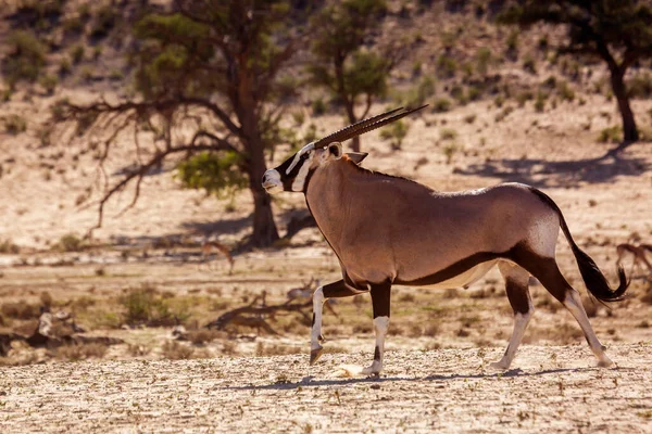 Sydafrikanska Oryx Körs Torra Land Kgalagadi Gränsöverskridande Park Sydafrika Art — Stockfoto