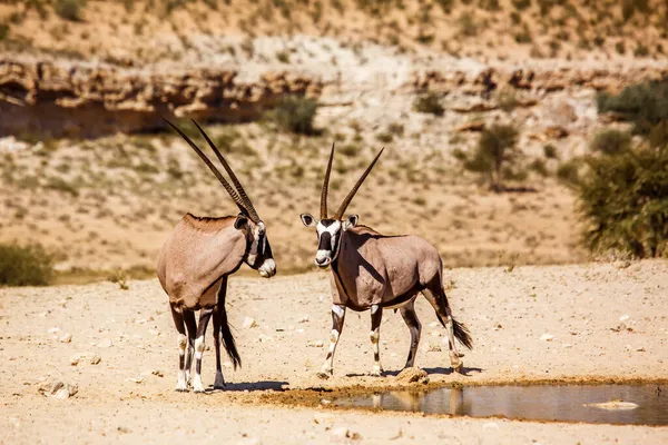 Deux Oryx Sud Africains Debout Point Eau Dans Parc Transfrontalier — Photo