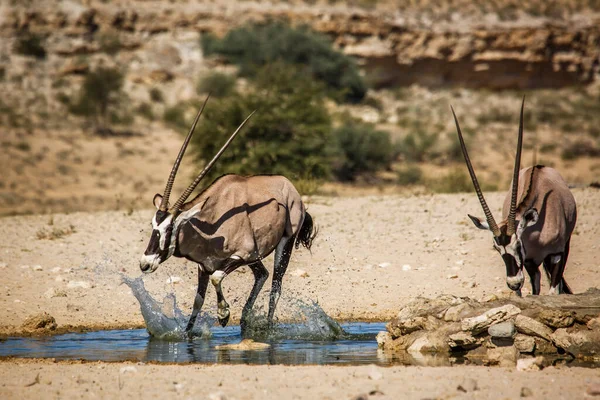 Zuid Afrikaanse Oryx Wegrennen Stromende Strook Waterput Kgalagadi Grensoverschrijdend Park — Stockfoto