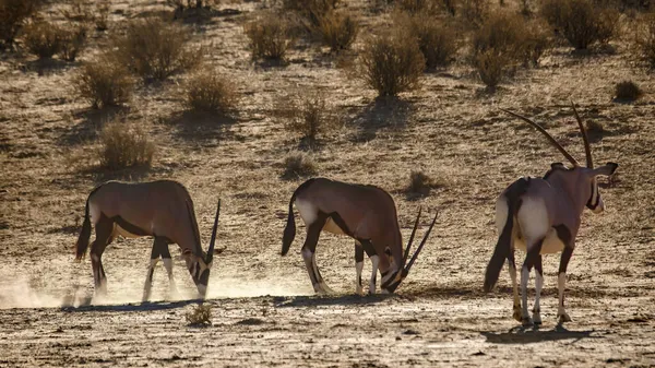 Tres Oryx Sudafricanos Arañando Arena Retroiluminación Parque Transfronterizo Kgalagadi Sudáfrica — Foto de Stock