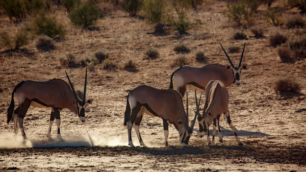 Vier Zuid Afrikaanse Oryx Krabben Zand Achtergrond Verlicht Kgalagadi Grensoverschrijdende — Stockfoto