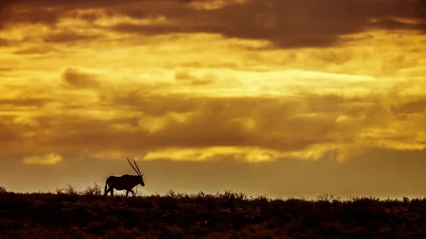 Oryx Sudafricano Distante Caminando Parte Superior Duna Con Cielo Nublado — Foto de Stock