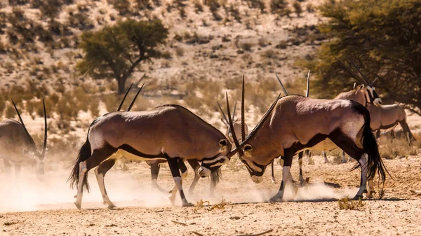 南アフリカのKgalagadi国境公園で2頭の南アフリカのオリクスオスの決闘 Bovidaeの種Oryx Gazella科 — ストック写真