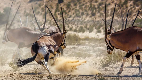 Twee Zuid Afrikaanse Oryx Mannelijke Duels Kgalagadi Grensoverschrijdend Park Zuid — Stockfoto