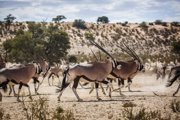 Zuid Afrikaanse Oryx Kudde Loopt Woestijn Gebied Kgalagadi Grensoverschrijdende Park — Stockfoto