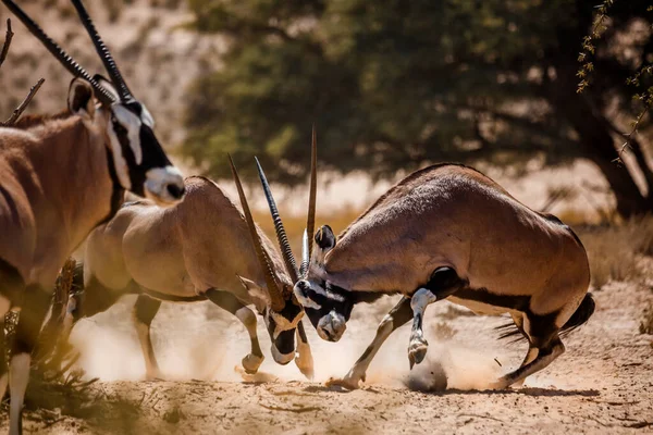 南非Kgalagadi跨界公园的两只南非羚牛对决 Bovidae的Oryx Gazella科物种 — 图库照片