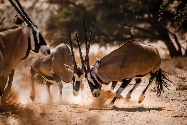 Δύο Ταύροι Της Νότιας Αφρικής Oryx Μονομαχία Kgalagadi Διασυνοριακό Πάρκο — Φωτογραφία Αρχείου