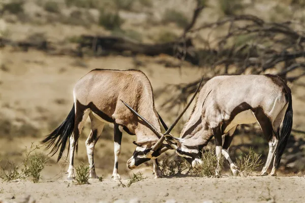 Dwa Pojedynki Byków Południowoafrykańskich Oryx Parku Transgranicznym Kgalagadi Republice Południowej — Zdjęcie stockowe