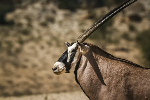 Retrato Toro Oryx Sudafricano Parque Transfronterizo Kgalagadi Sudáfrica Especie Oryx — Foto de Stock