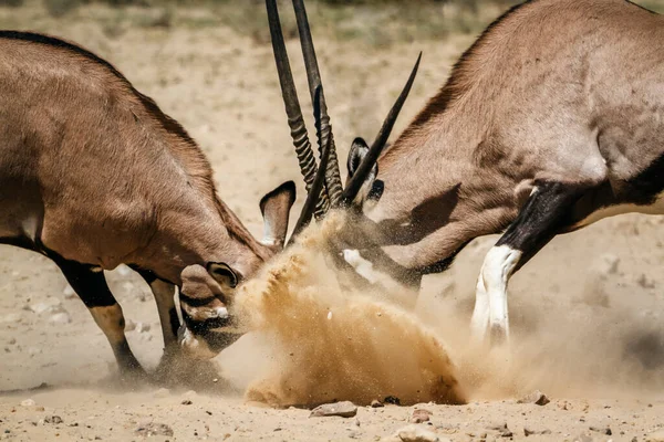 Två Sydafrikanska Oryx Tjur Dueling Kgalagadi Gränsöverskridande Park Sydafrika Art — Stockfoto