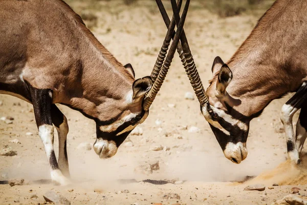 Dos Duelos Toros Oryx Sudafricanos Parque Transfronterizo Kgalagadi Sudáfrica Especie — Foto de Stock