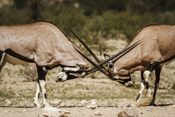 Два Южноафриканских Быка Oryx Дуэли Трансграничном Парке Kgalagadi Южная Африка — стоковое фото