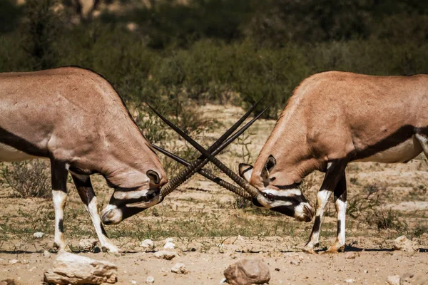 Dois Duelos Touros Sul Africanos Oryx Parque Transfronteiriço Kgalagadi África — Fotografia de Stock