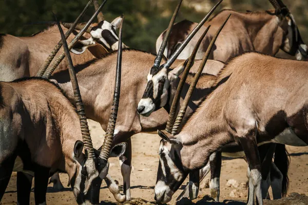 Zuid Afrikaanse Oryx Kudde Close Kgalagadi Grensoverschrijdend Park Zuid Afrika — Stockfoto