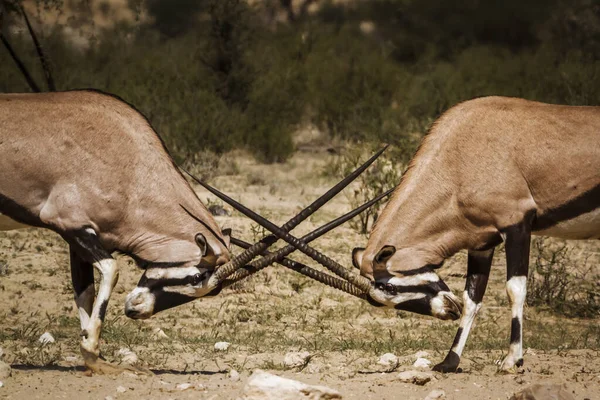 Dos Duelos Toros Oryx Sudafricanos Parque Transfronterizo Kgalagadi Sudáfrica Especie —  Fotos de Stock