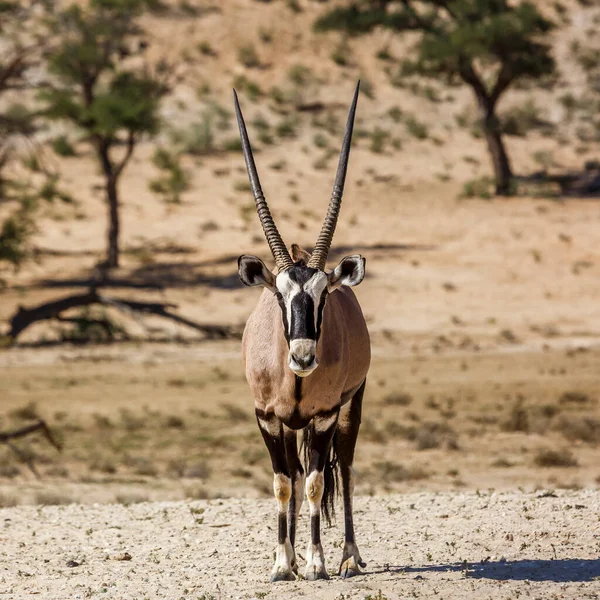Jihoafrický Oryx Stojící Popředí Při Pohledu Kameru Přeshraničním Parku Kgalagadi — Stock fotografie