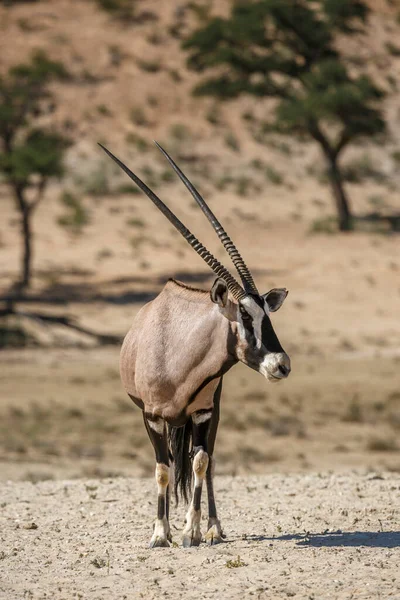 南アフリカのKgalagadi国境公園の乾燥した土地で正面の眺めに立つOryx属 BovidaeのOryx Gazella科 — ストック写真