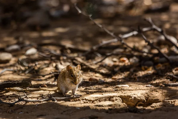 Rhabdomys Eten Grond Kgalagadi Grensoverschrijdende Park Zuid Afrika Specie Rhabdomys — Stockfoto