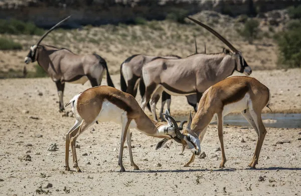 Twee Springbok Mannetjes Duelleren Kgalagari Transborder Park Zuid Afrika Specie — Stockfoto