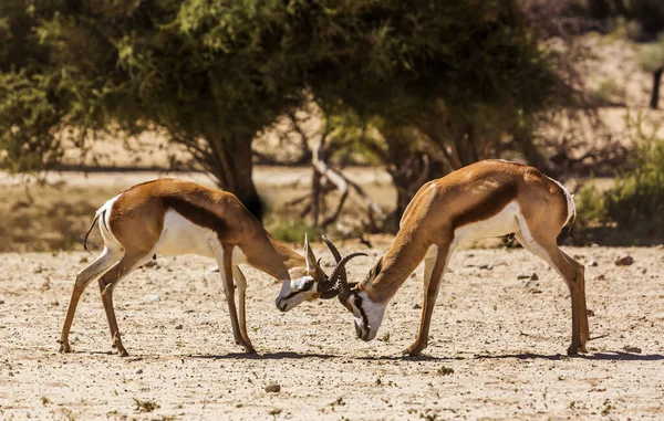 Dos Duelos Masculinos Springbok Parque Transfronterizo Kgalagari Sudáfrica Especie Antídorcas — Foto de Stock