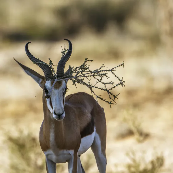 Retrato Springbok Con Rama Atascada Cuerno Parque Nacional Kruger Sudáfrica —  Fotos de Stock