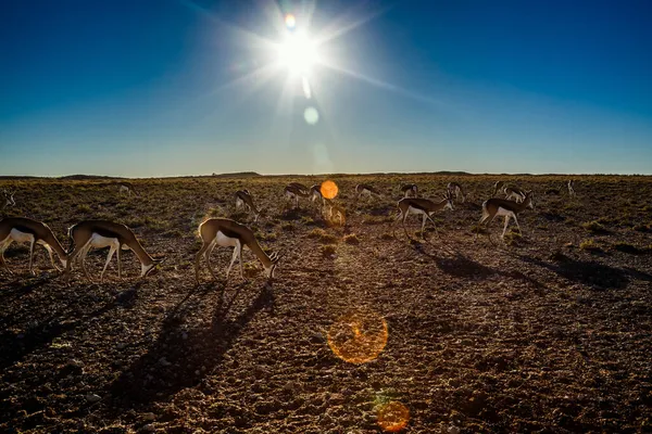 Springbok Sürüsü Güney Afrika Daki Kgalagari Sınır Ötesi Parkında Güneşte — Stok fotoğraf