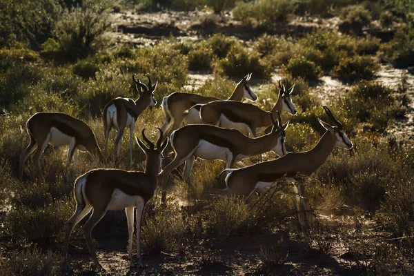 Piccolo Gruppo Springbok Macchia Retroilluminato Nel Parco Transfrontaliero Kgalagari Sudafrica — Foto Stock
