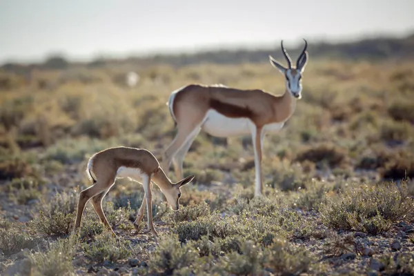 Springbockkalb Mit Mutter Weidet Buschland Kgalagari Grenzpark Südafrika Spezies Antidorcas — Stockfoto