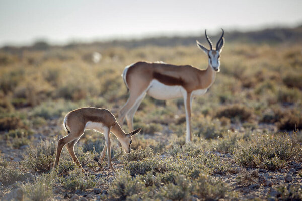 Теленок Springbok с матерью, пасущейся в кустарнике в трансграничном парке Kgalagari, Южная Африка; вид Antidorcas marsupialis семейства Bovidae