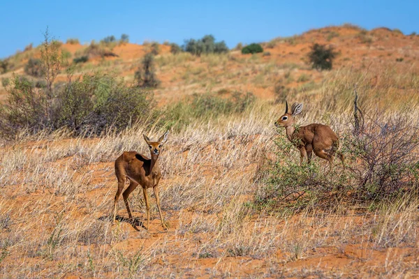 Para Steenbok Pustynnej Scenerii Parku Narodowym Kruger Republika Południowej Afryki — Zdjęcie stockowe