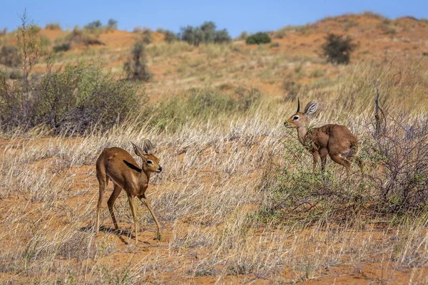 Para Steenbok Pustynnej Scenerii Parku Narodowym Kruger Republika Południowej Afryki — Zdjęcie stockowe
