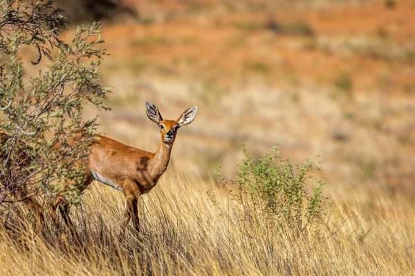 Steenbok Weibchen Buschschschatten Des Kruger Nationalparks Südafrika Familie Raphicerus Campestris — Stockfoto