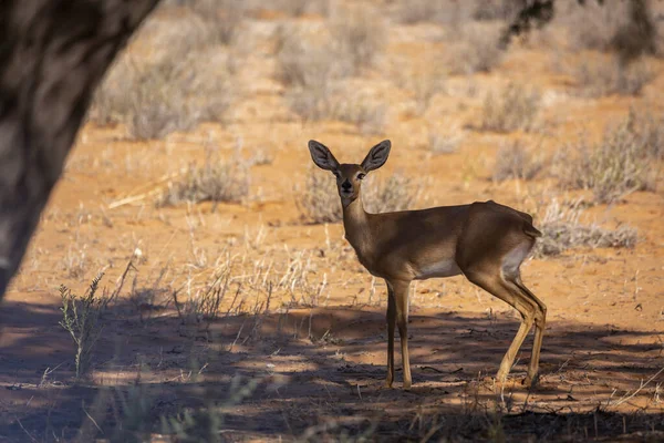 Steenbok Vrouwtje Staande Onder Boomschaduw Kruger National Park Zuid Afrika — Stockfoto