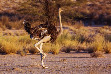 Güney Afrika 'daki Kgalagadi sınır ötesi parkında şafak vakti yürüyen Afrika devekuşu kadın; Struthionidae familyasından Specie Struthio kamelus.