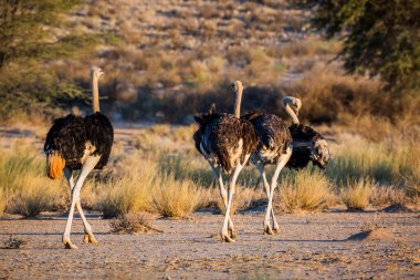 Güney Afrika 'daki Kgalagadi sınır ötesi parkında şafakta yürüyen üç Afrika devekuşu Struthionidae familyasından Specie Struth io Camelus.