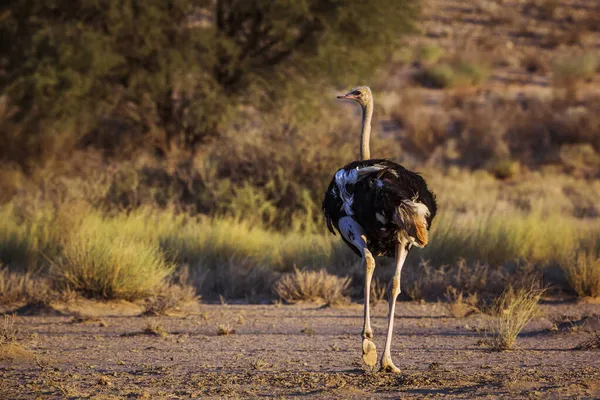 African Ostrich Walking Rear View Dawn Kgalagadi Transfrontier Park South — Stock Photo, Image