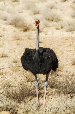 Güney Afrika 'daki Kgalagadi sınır ötesi parkında açık gagalı Afrika devekuşu Struthionidae familyasından Specie Struth io Camelus.