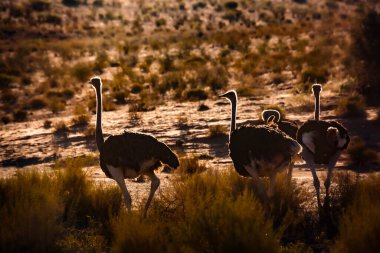 Güney Afrika 'daki Kgalagadi sınır ötesi parkında alacakaranlıkta Fout Afrikalı Devekuşu; Struthionidae' den Specie Struth io Camelus ailesi