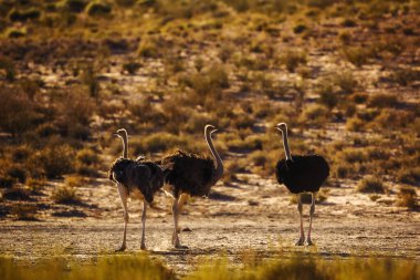 Güney Afrika 'daki Kgalagadi sınır ötesi parkında şafakta arka planda üç Afrika devekuşu; Struthionidae familyasından Specie Struth io Camelus