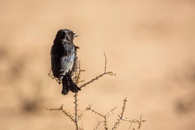 Güney Afrika 'daki Kgalagadi sınır ötesi parkında duran bir çalılıkta duran çatal kuyruklu Drongo dikiz aynası; Dicrurus adsimilis ailesi Dicruridae