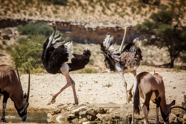 African Ostrich Couple Parade Waterhole Kgalagadi Transfrontier Park South Africa — Stock Photo, Image