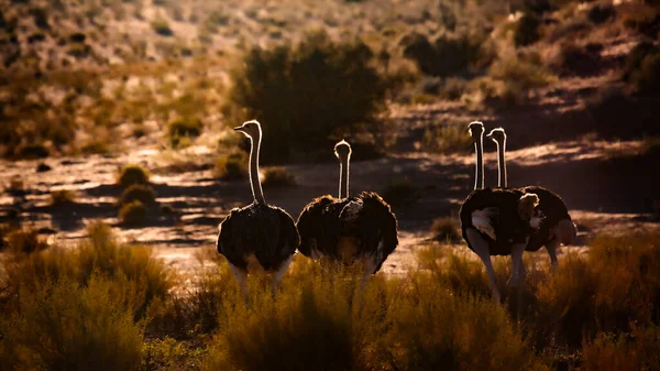 Fout African Ostrich Backlit Twilight Kgalagadi Transfrontier Park Sudáfrica Specie — Foto de Stock