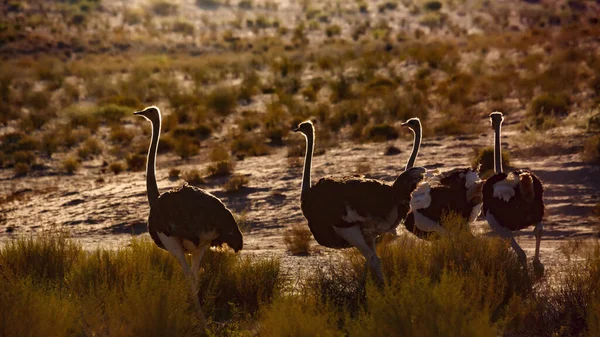 Four African Ostrichs Backlit Dawn Kgalagadi Transfrontier Park South Africa — Stock Photo, Image