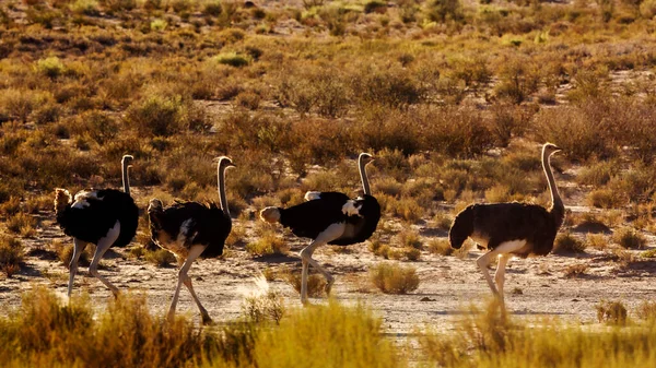 Four African Ostrichs Backlit Dawn Kgalagadi Transfrontier Park South Africa — Stock Photo, Image