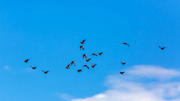 Flock Burchell Sandgrouse Flying Blue Sky Kgalagadi Transfrontier Park South — Stock Photo, Image