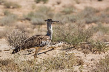 Güney Afrika 'daki Kgalagadi sınır ötesi parkında, Otididae familyasından Specie Ardeotis Kori ailesinde yürüyen Kori bustard.